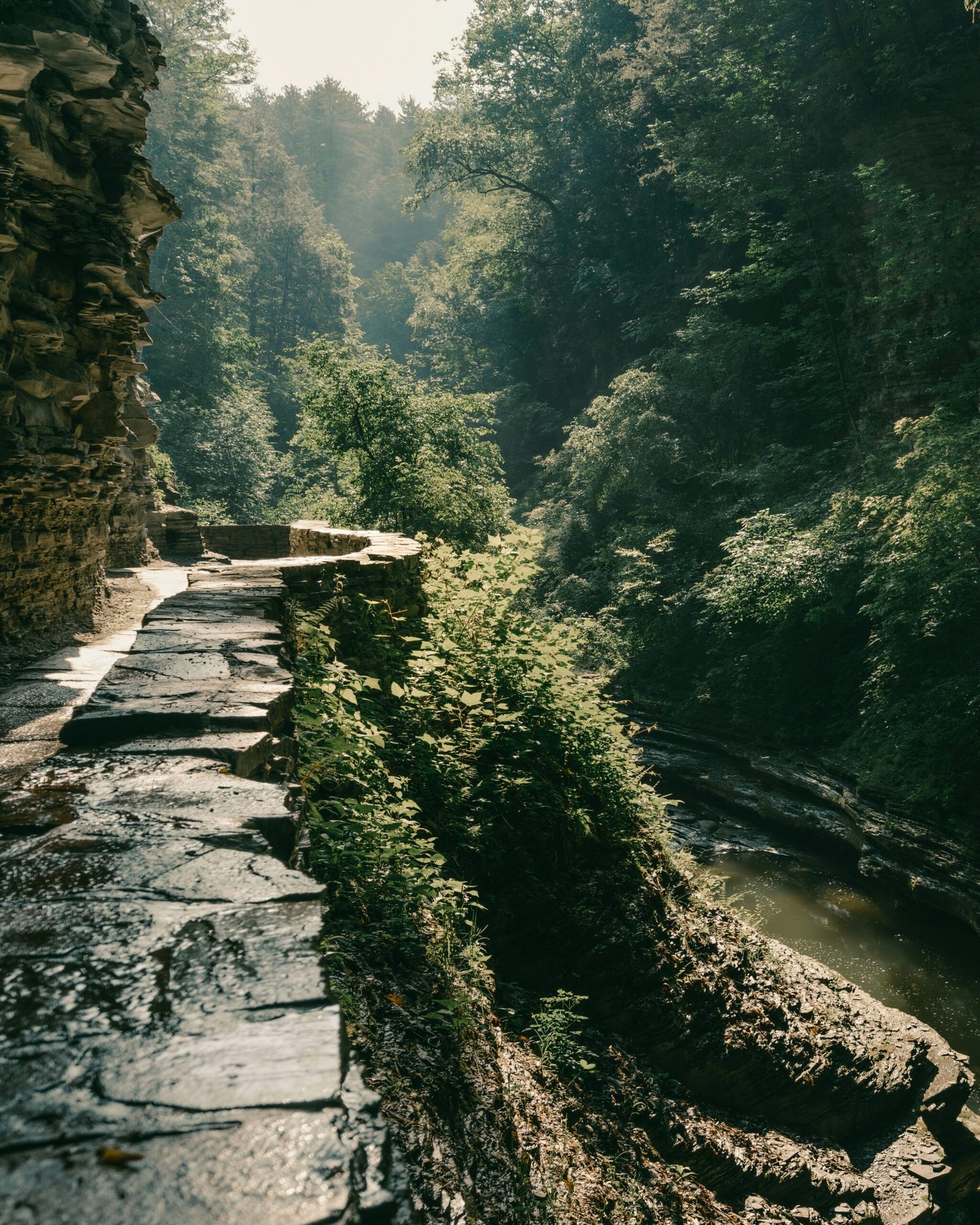 river between green trees during daytime